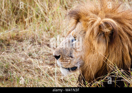 Big 5 Apex Predator close-up: Nahaufnahme, Seite, Ansicht der Kopf eines majestätischen männlichen Mara Löwe (Panthero leo) in Ruhe, das Gesicht von Fliegen bedeckt, Masai Mara, Kenia Stockfoto