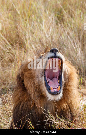 Big 5: Männlich Mara Löwe (Leo) Panthero gähnen, Mund weit geöffnet und zeigt rosa Zunge und gefürchteten Eckzähne (unteren Zähne gebrochen), Masai Mara, Kenia Stockfoto