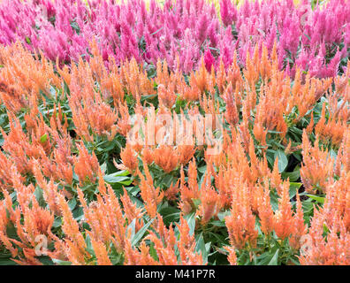 Detailansicht der Chinesischen Wolle Blume Zeile, die in der tropischen Garten Stockfoto