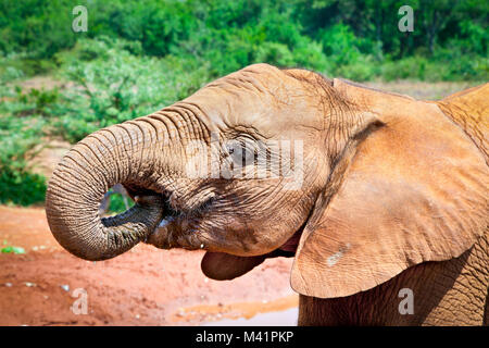 Elefanten an der kleinen Wasserstelle in Kenia. Afrika. Stockfoto