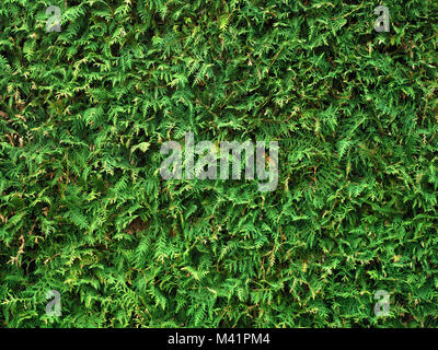 Nahaufnahme von thuja Baum kleine grüne Blätter Stockfoto