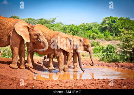 Elefanten an der kleinen Wasserstelle in Kenia. Afrika. Stockfoto