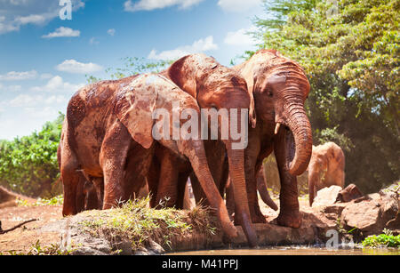 Elefanten an der kleinen Wasserstelle in Kenia. Afrika. Stockfoto
