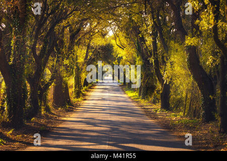 Autumn or fall, trees tunnel road on sunset. Maremma, Tuscany, Italy Europe. Stockfoto