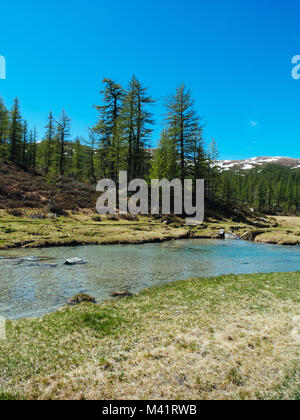 Alpine Fluss Strom fließt zwischen den alpinen Wiesen des devero Alp an einem sonnigen Tag, Nähe, Sommer Bergwelt Stockfoto