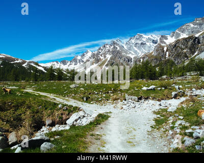 Pfad schlängelt sich durch die Almwiesen der Devero Alp an einem sonnigen Tag, Alpi Nähe, Sommer Bergwelt Stockfoto