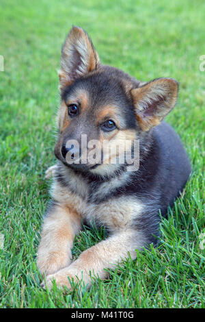 Adorable Deutscher Schäferhund Welpen Stockfoto