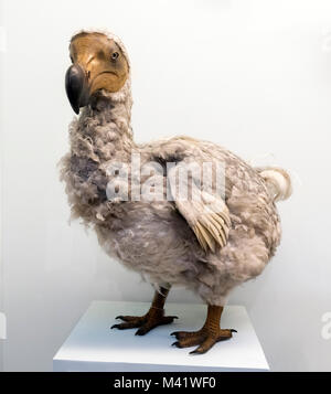 Dodo (Raphus cucullatus). Lebensgroße Modell im Natural History Museum in London. Stockfoto