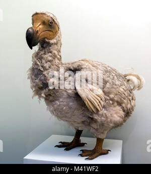 Dodo (Raphus cucullatus). Lebensgroße Modell im Natural History Museum in London. Stockfoto