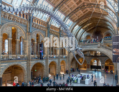 Blauwal Skelett in Hintze Hall, Natural History Museum, South Kensington, London, England, Großbritannien Stockfoto