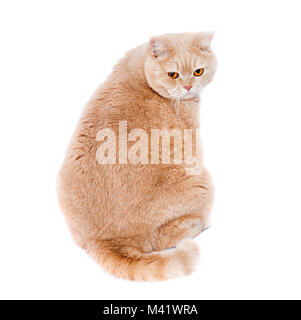 Cat Scottish Straight cremefarben. Eine fette Katze mit dem roten Haar sitzt mit dem Rücken und schaut auf den Rahmen. Stockfoto