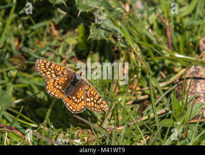 Eine Nahaufnahme Bild des Marsh Fritillary Euphydryas aurinia, Schmetterling, auf der Insel Islay im Inneren Hebriden in Schottland. 09. Juni 2012 Stockfoto