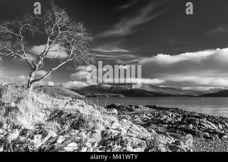 Ein einsamer Winter Baum am Ufer des Loch Sunart, Schottland mit Beinn eine Albannaich in der Ferne. Für Farbe Bild siehe FAPWMC. 27. Dezember 2015. Stockfoto