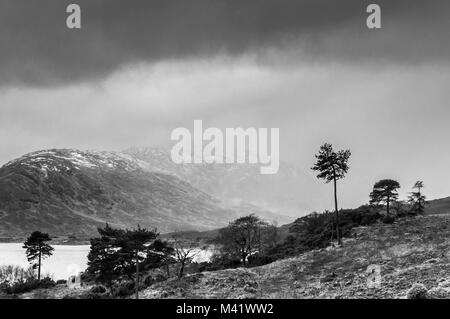 Eine einsame Kiefern, Pinus sylvestris, an den Ufern des Loch Quoich, Lochaber, Schottland. Für Farbe Bild siehe HGJBFP. 28. Dezember 2016 Stockfoto