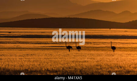 Namibischen Strauße bei Sonnenaufgang Stockfoto