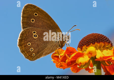 Ein ringelwürmer Schmetterling, Aphantopus hyperantus, Fütterung auf ein orangefarbener Helenium Blume vor blauem Himmel, Rheinland, Deutschland Stockfoto