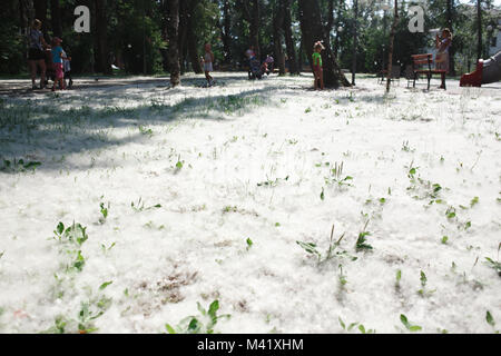 Pappel Flaum auf dem Boden Stockfoto