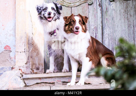 Zwei süße Australian Shepherds sitzen auf der alten Treppe. Sie sind Gehorsam, aber glücklich zusammen zu sein. Sie schauen, wie sie lächelnd. Stockfoto