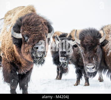 Plains Bisons (Bison bison Bison) oder American Buffalo, im Winter, Manitoba, Kanada. Stockfoto