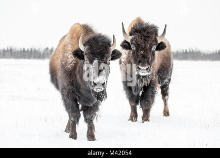 Plains Bisons (Bison bison Bison) oder American Buffalo, im Winter, Riding Mountain National Park, Manitoba, Kanada. Stockfoto