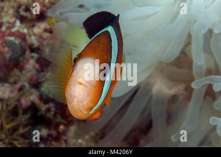 Anemonenfischen/Saddleback Clownfisch (Amphiprion polymnus) in der Nähe Panglao Island, Philippinen. Stockfoto
