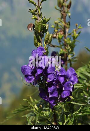Eisenhut, schöne aber sehr giftigen Blume wächst in den Alpen. Stockfoto