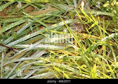 Gras bedeckt in Frost an einem Winter Stockfoto