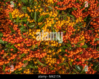Nahaufnahme von einer Fülle von winter Beeren auf einem Garten Strauch. Die Beeren sind beide Gelb und Orange und sehr lebendige Farbe. Stockfoto