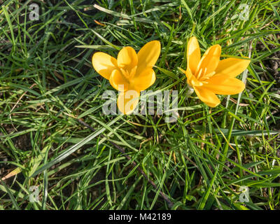 Zwei Krokusse blühen, die in Gras. An einem sonnigen Nachmittag. Stockfoto