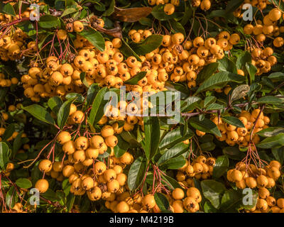 Nahaufnahme von einer Fülle von winter Beeren auf einem Garten Strauch. Die Beeren sind Gelb und sehr lebendige Stockfoto