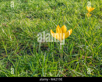 Zwei Krokusse blühen, die in Gras. An einem sonnigen Nachmittag. Stockfoto