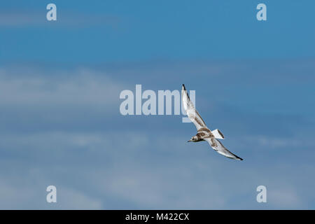 Jugendkriminalität, Lachmöwe (Larus ridibundus) (Chroicocephalus ridibundus), 1 cy Stockfoto