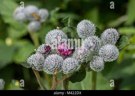 Woolly Klette, Downy Klette (Arctium Tomentosum) Stockfoto