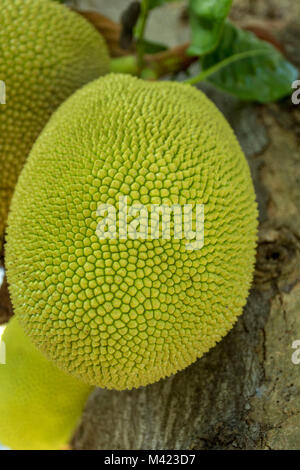 Jackfruit Cluster auf Baum in Jamaica, West Indies, Karibik Stockfoto