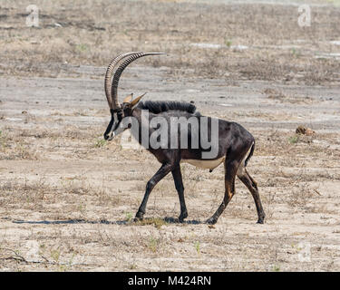 Ein Sable Antilope im Namibischen Savanne Stockfoto