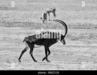 Ein Sable Antilope im Namibischen Savanne Stockfoto