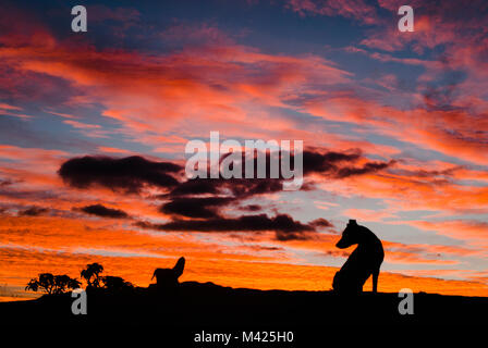 Zwei Hunde und Bäume Silhouetten bei Sonnenaufgang in Brasilien Stockfoto