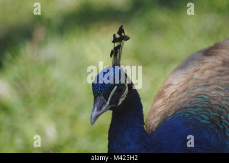 Die Lizenzgebühr ist in blau lackiert Stockfoto