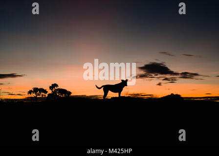 Hund und Bäume Silhouetten bei Sonnenaufgang in Brasilien Stockfoto