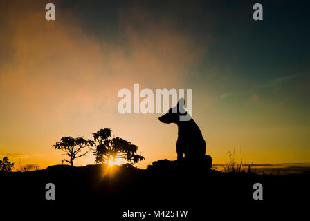 Hund und Bäume Silhouetten bei Sonnenaufgang in Brasilien Stockfoto