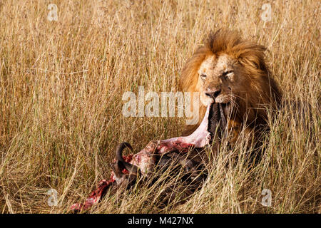 Big 5: reife Erwachsene männliche Löwe (Panthera leo) Ernährung zieht am Schlachtkörper Haut, wie er seine Beute frisst, ein Büffel, im langen Gras, Masai Mara, Kenia Stockfoto