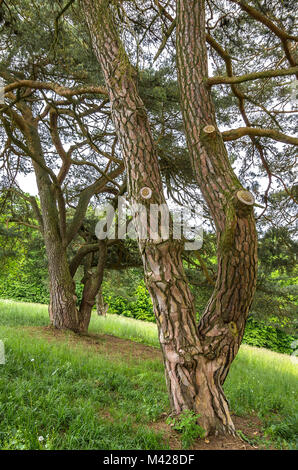 Nadelbäume außerhalb der Walhalla in Donaustauf an der Donau in Regensburg, Bayern, Deutschland. Stockfoto