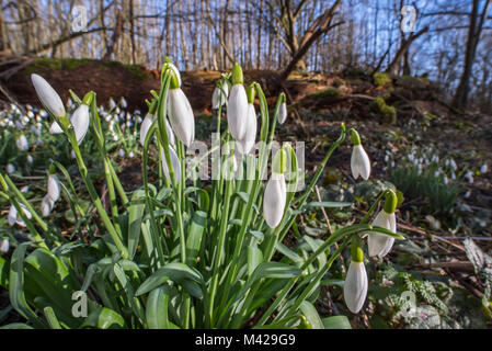 Gemeinsame Schneeglöckchen (Galanthus nivalis) in Blume im Wald im späten Winter/Frühjahr Stockfoto