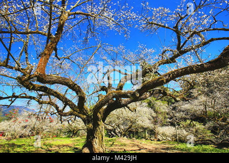 Pflaume Blüten blühen in der Obstgarten mit Schatten, weiße Blumen blühen auf den Zweig der pflaumenbäume an einem sonnigen Tag Stockfoto