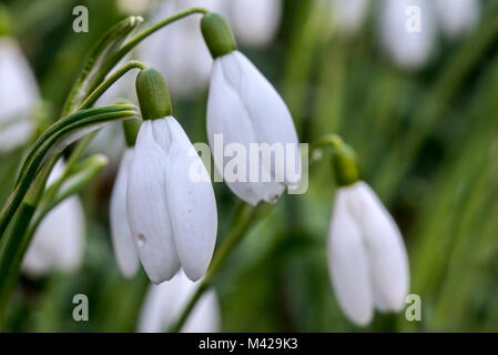 Gemeinsame Schneeglöckchen (Galanthus nivalis) in Blume im Wald im späten Winter/Frühjahr Stockfoto