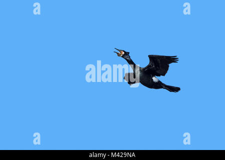 Kormoran/große schwarze Kormoran (Phalacrocorax carbo) in Zucht Gefieder Aufruf im Flug gegen den blauen Himmel im späten Winter Stockfoto