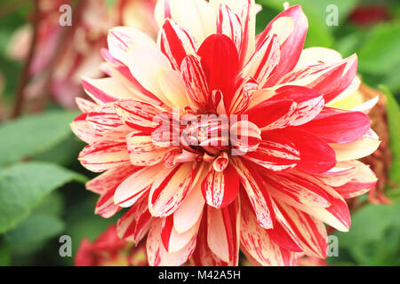 Rot mit einem gelben Dahlie Blume Nahaufnahme, schöne Blume blühen im Garten Stockfoto