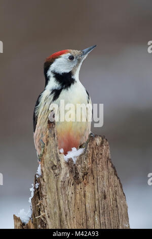 Mittelspecht, sucht ein Morschem Baumstamm / Nahrung, Mittel-Specht, Mittlerer Specht, Specht, Spechte, Leiopicus medius, Dendrocopos medius, Picoid Stockfoto