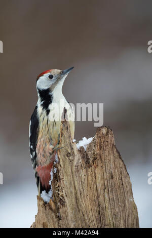 Mittelspecht, sucht ein Morschem Baumstamm / Nahrung, Mittel-Specht, Mittlerer Specht, Specht, Spechte, Leiopicus medius, Dendrocopos medius, Picoid Stockfoto