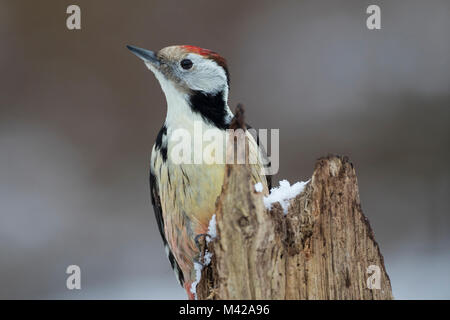 Mittelspecht, sucht ein Morschem Baumstamm / Nahrung, Mittel-Specht, Mittlerer Specht, Specht, Spechte, Leiopicus medius, Dendrocopos medius, Picoid Stockfoto